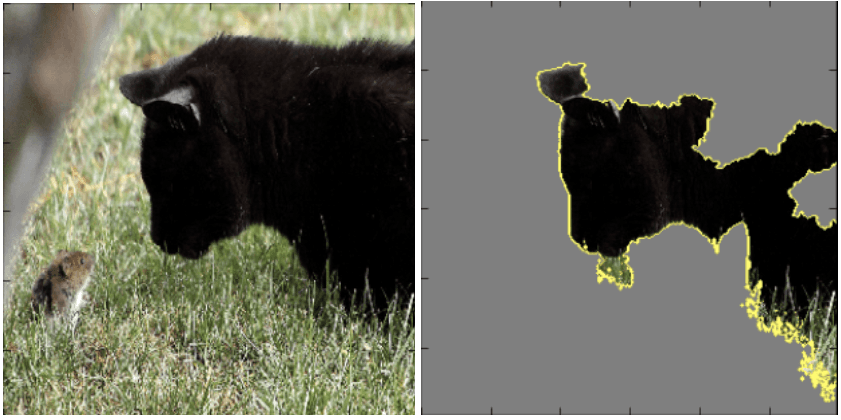 Incorrect classification of a cat